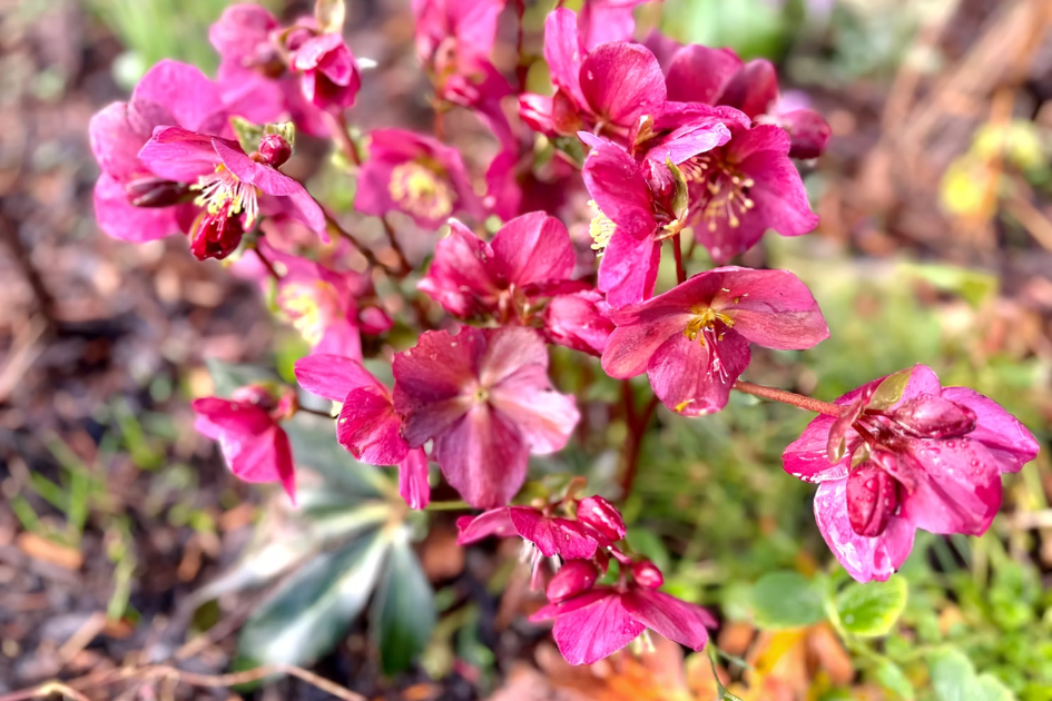 6 Jobs to Prepare Your Garden for Spring