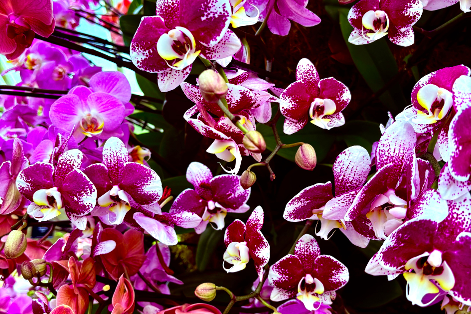 A Winter Morning in Bloom: Kew’s Orchid Festival Returns for Its 30th Anniversary