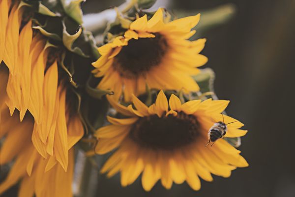 How to Take Care of your Sunflowers