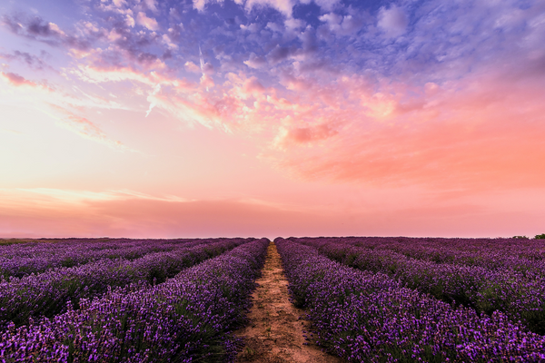 Lavender Fields