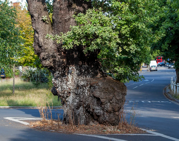 Appealing Ealing - The Elephant Tree