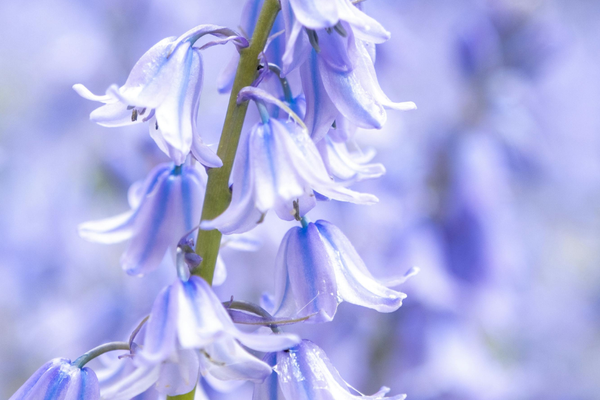 Bluebells in Ealing